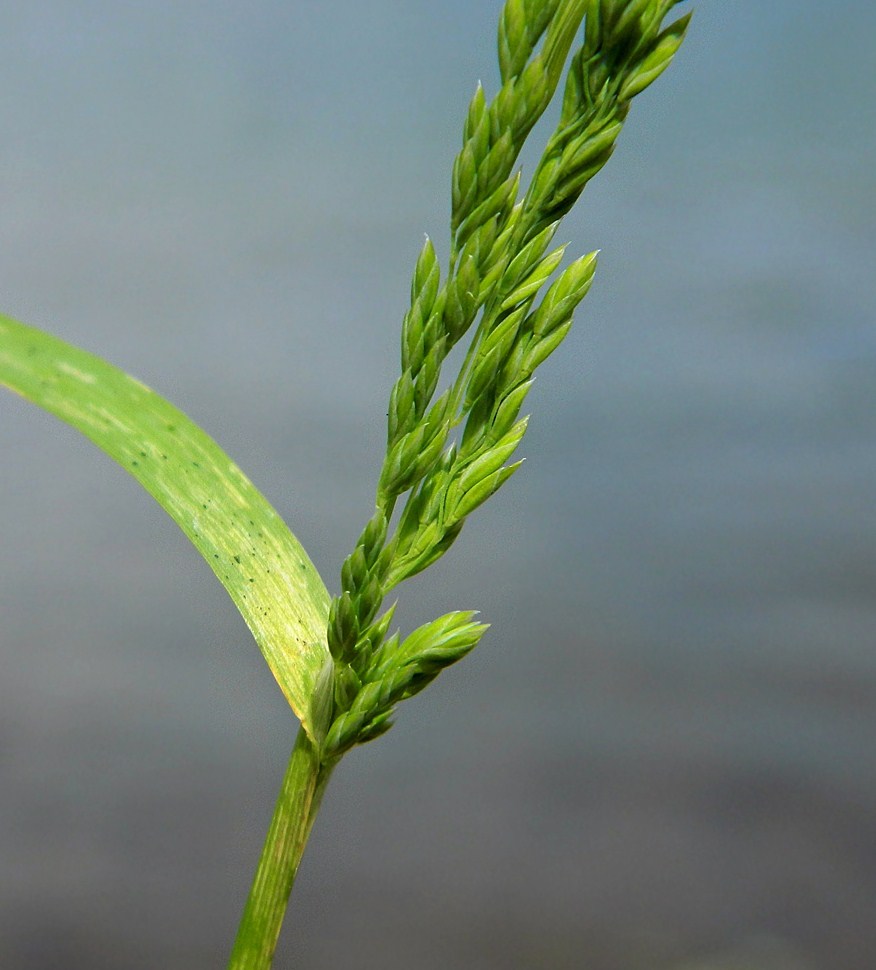 Image of Poa trivialis specimen.