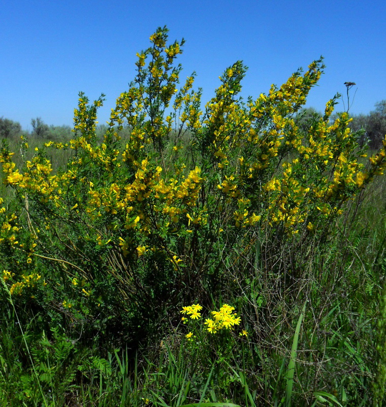 Image of Chamaecytisus borysthenicus specimen.