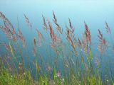 Calamagrostis epigeios. Плодоносящие растения на песчаном берегу пруда. Удмуртия, Якшур-Бодьинский р-н, окр. дер. Селычка, дюны. 11.07.2009.