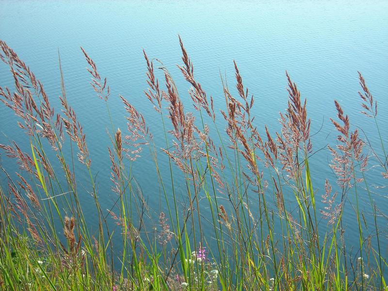 Image of Calamagrostis epigeios specimen.