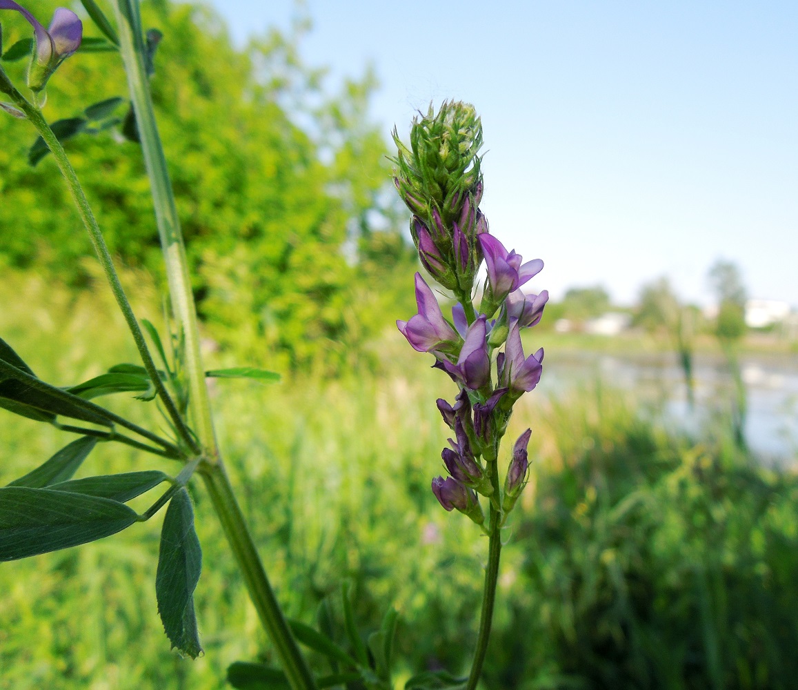 Изображение особи Medicago sativa.