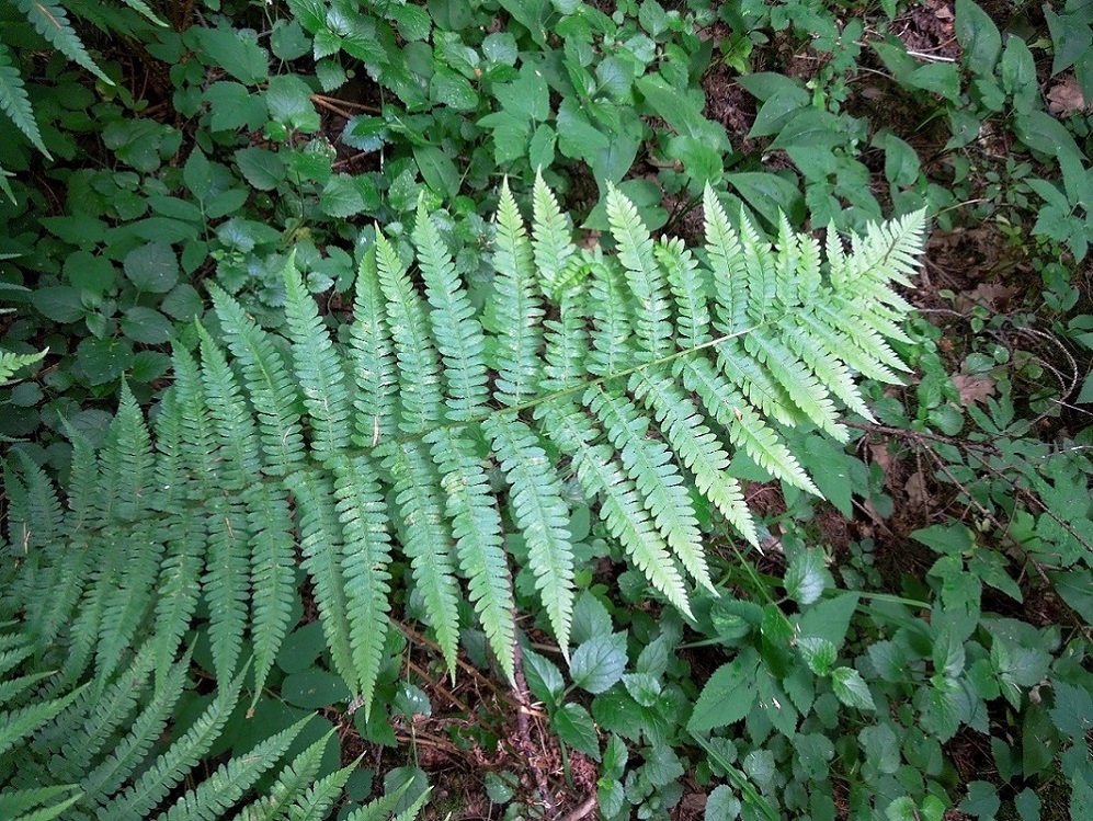 Image of Dryopteris filix-mas specimen.