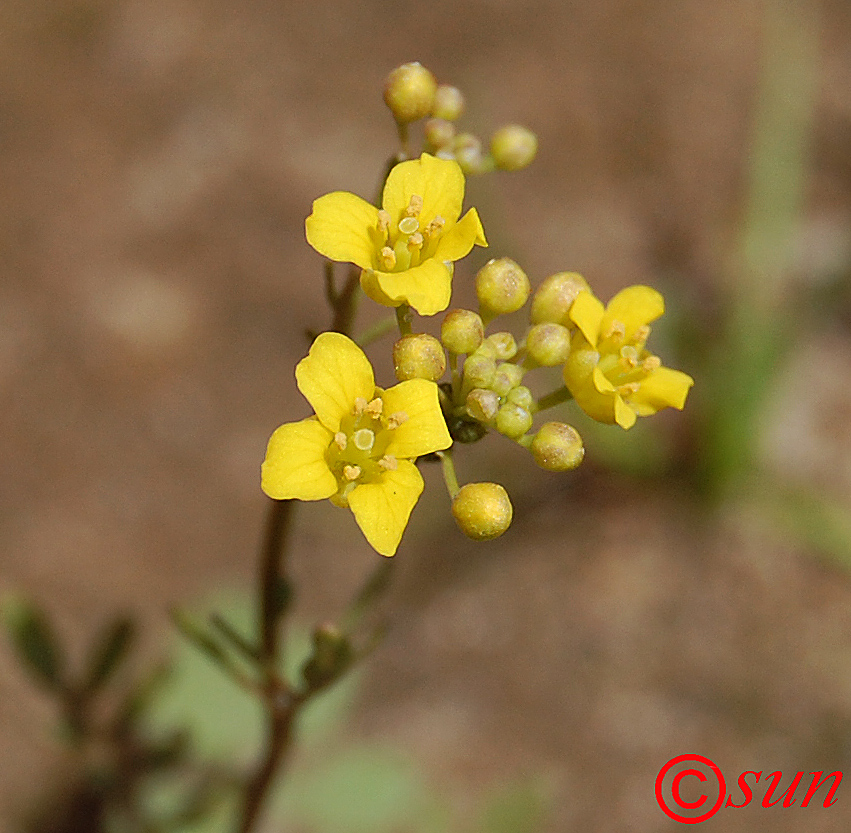 Изображение особи Rorippa brachycarpa.