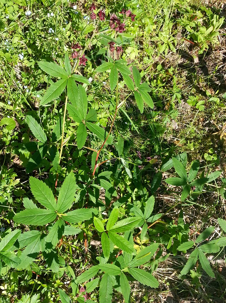 Image of Comarum palustre specimen.