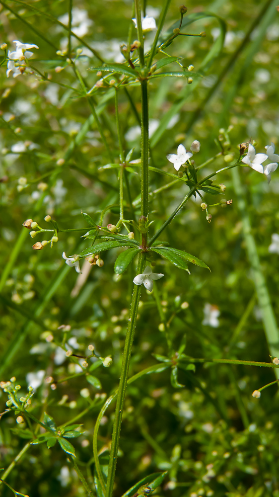 Image of Galium rivale specimen.