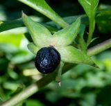 Atropa caucasica