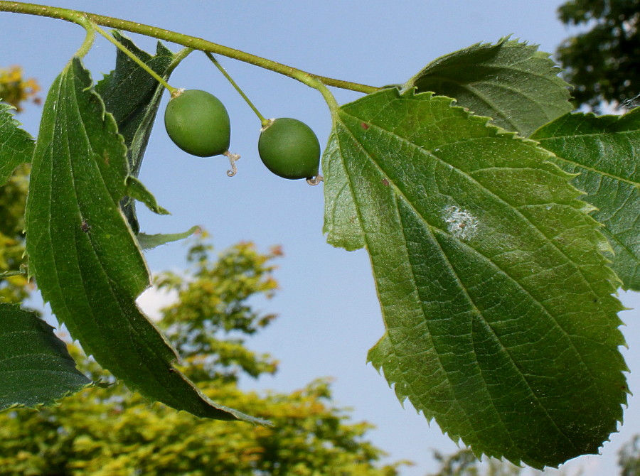 Изображение особи Celtis australis.