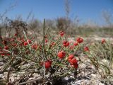 Ephedra distachya