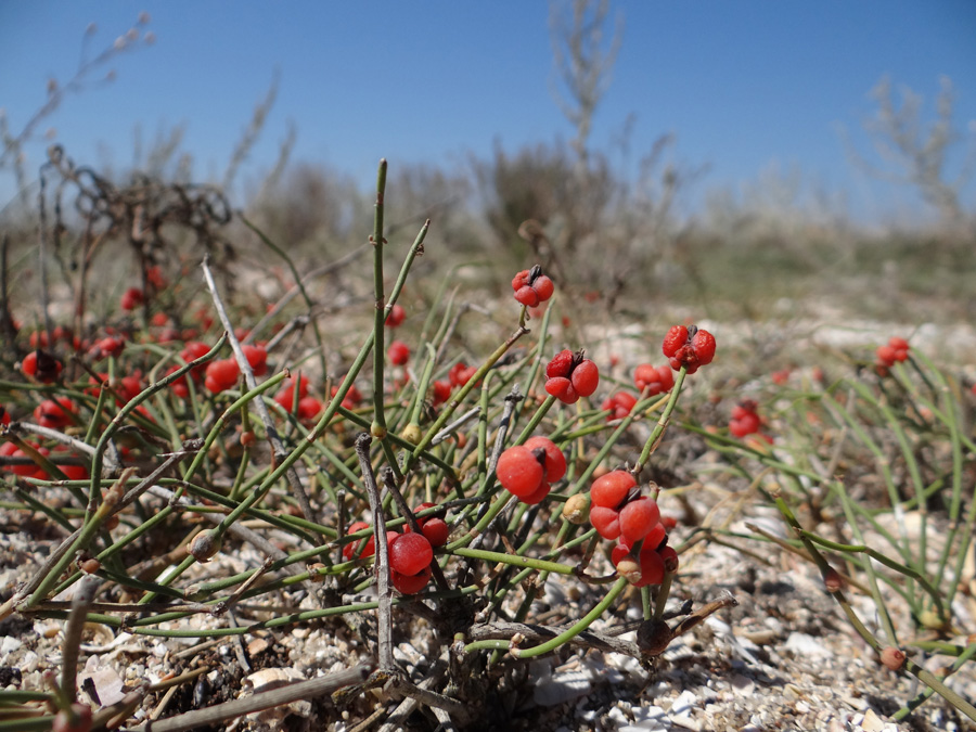 Изображение особи Ephedra distachya.