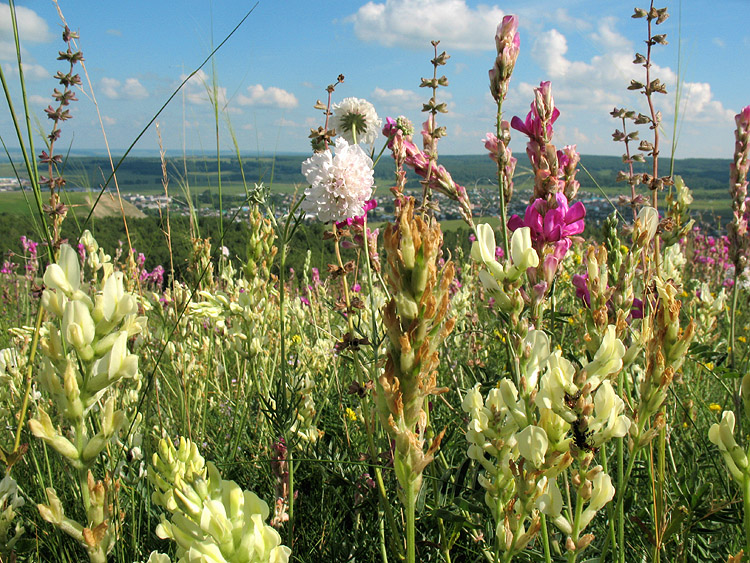 Изображение особи Oxytropis hippolyti.