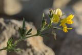 Medicago prostrata. Верхушка растения с соцветием. Черногория, нац. парк Ловчен. 18.07.2014.