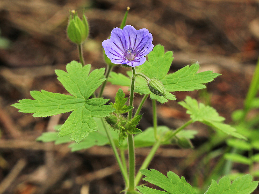 Изображение особи Geranium bohemicum.