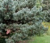 Pinus sylvestris. Нижняя часть кроны с шишками ('Watereri'). Германия, г. Дюссельдорф, Ботанический сад университета. 05.09.2014.