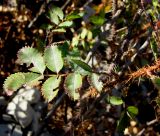 Rosa spinosissima