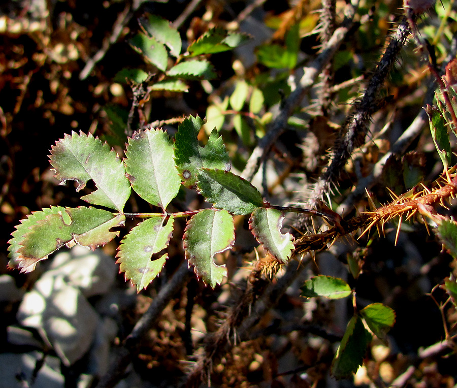 Изображение особи Rosa spinosissima.