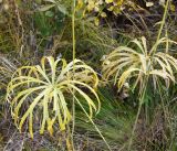 Syneilesis aconitifolia. Листья в осенней окраске. Амурская обл., в 38 км севернее г. Благовещенск, подножие холма. 22.09.2014.