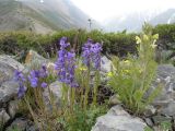 Polygala hybrida