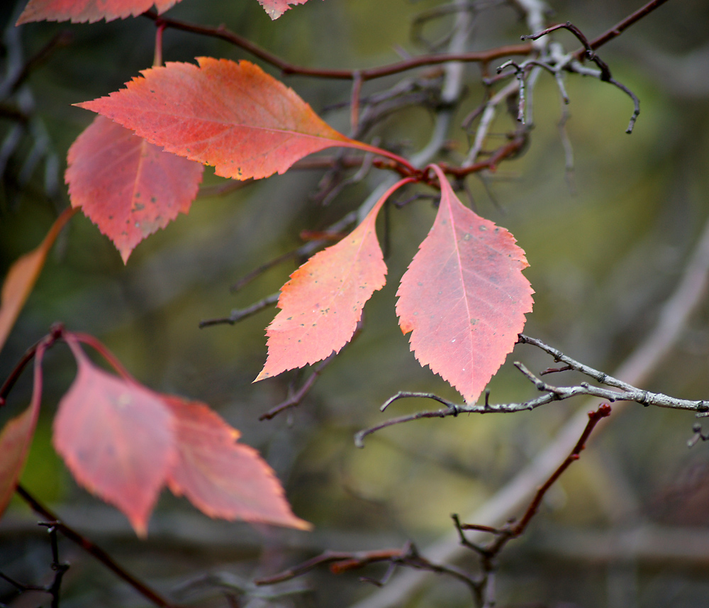 Изображение особи род Crataegus.
