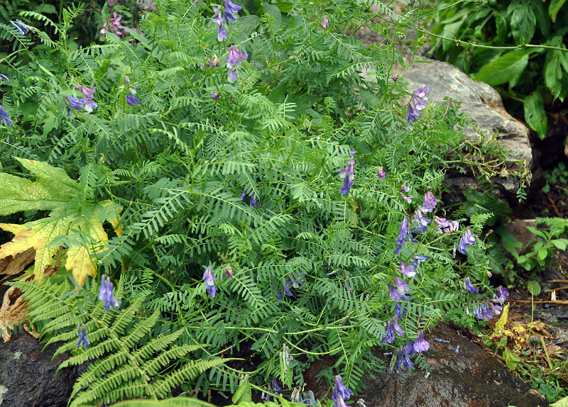 Изображение особи Vicia sosnowskyi.