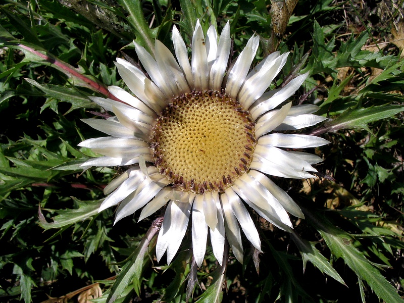Изображение особи Carlina acaulis.