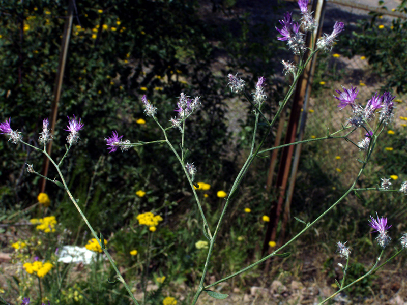 Изображение особи Centaurea pseudosquarrosa.