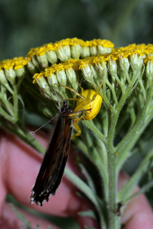 Изображение особи Achillea filipendulina.