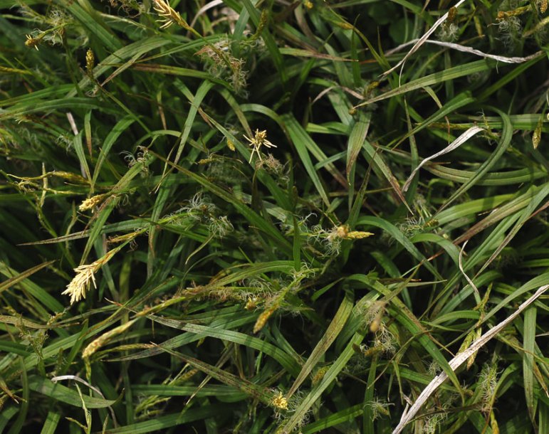 Image of Carex bostrychostigma specimen.