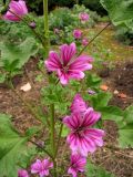 Malva mauritiana