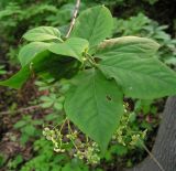 Image of taxon representative. Author is Алексей Чернышев