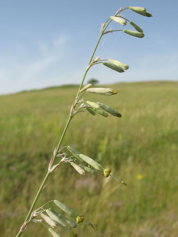 Image of Silene chlorantha specimen.