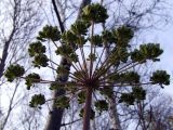 Angelica sylvestris