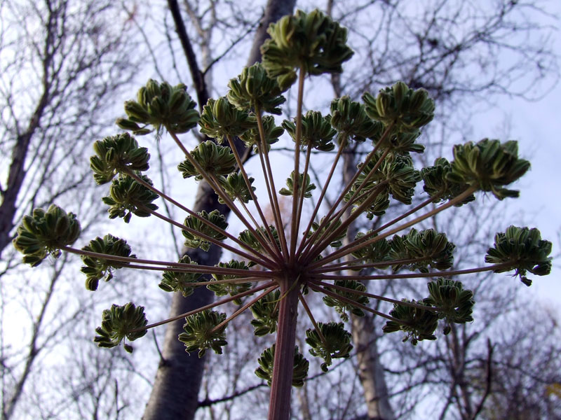 Изображение особи Angelica sylvestris.