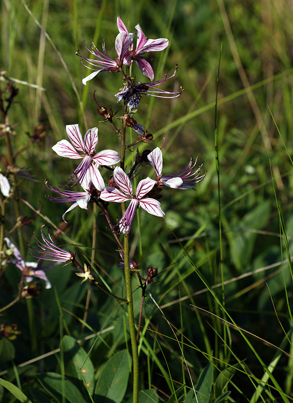 Изображение особи Dictamnus caucasicus.