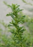 Amaranthus albus
