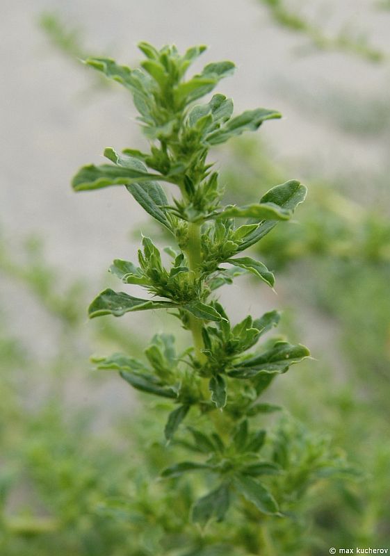 Изображение особи Amaranthus albus.