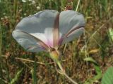 Convolvulus betonicifolius