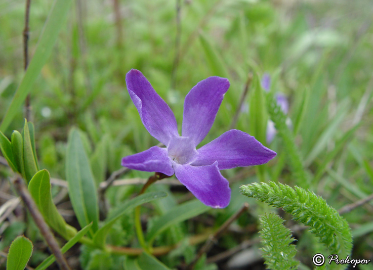 Изображение особи Vinca herbacea.