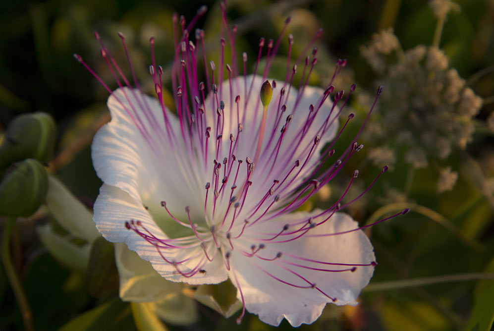 Изображение особи Capparis sicula.