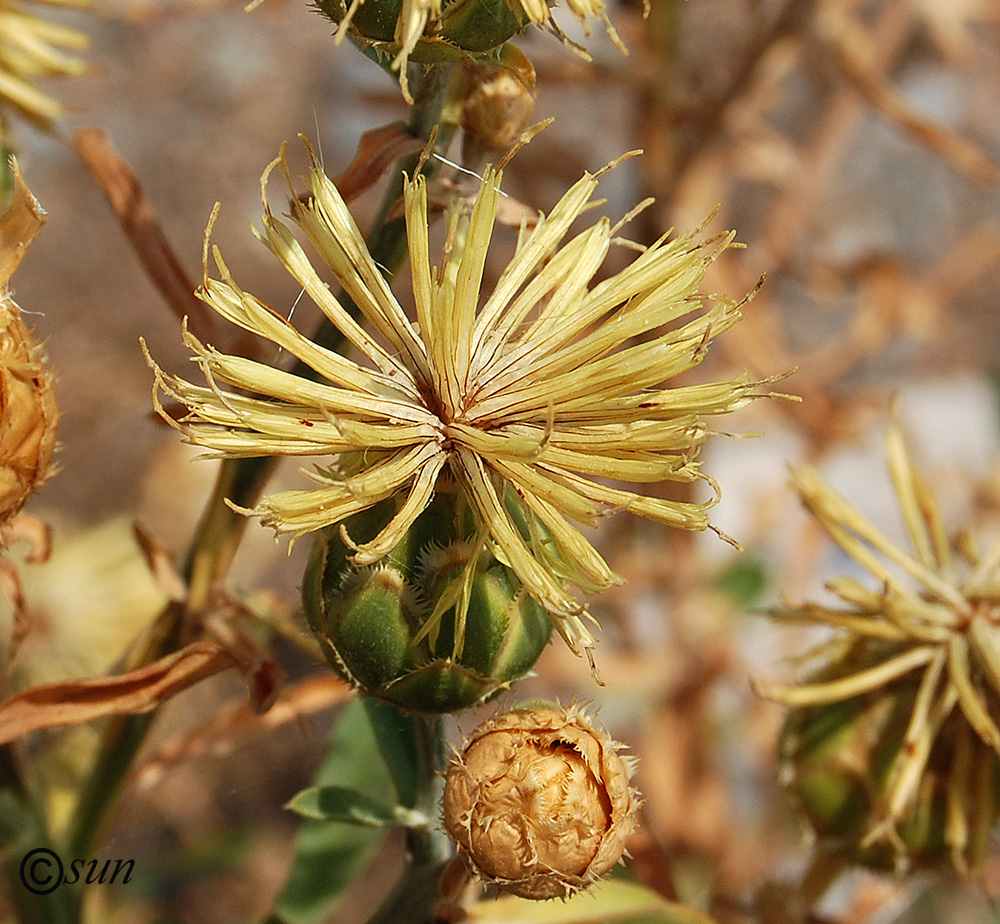 Image of Centaurea salonitana specimen.