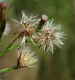 Symphyotrichum graminifolium. Соплодия. Краснодарский край, Сочи, окр. Хосты, рудеральное место. 06.10.2014.