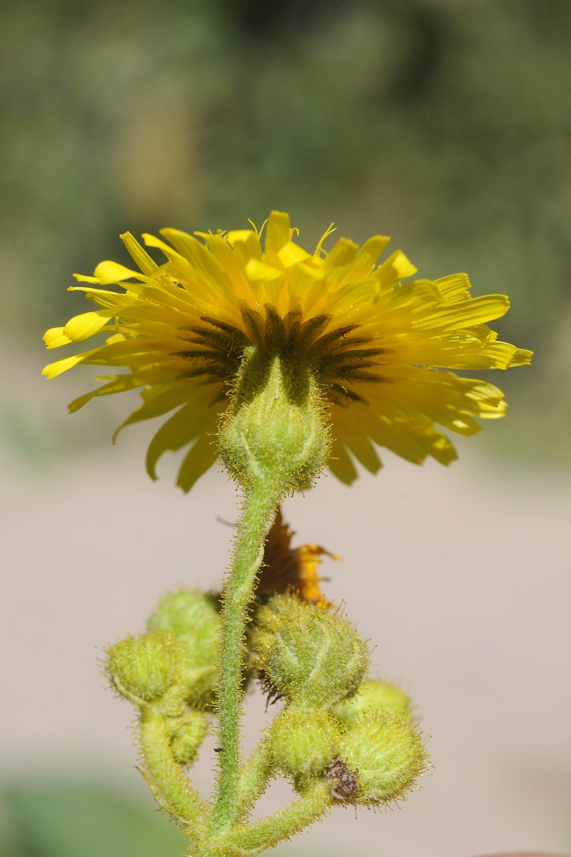 Изображение особи Sonchus palustris.