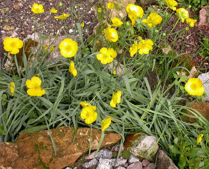 Изображение особи Ranunculus gramineus.