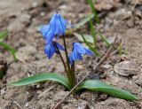 Scilla siberica