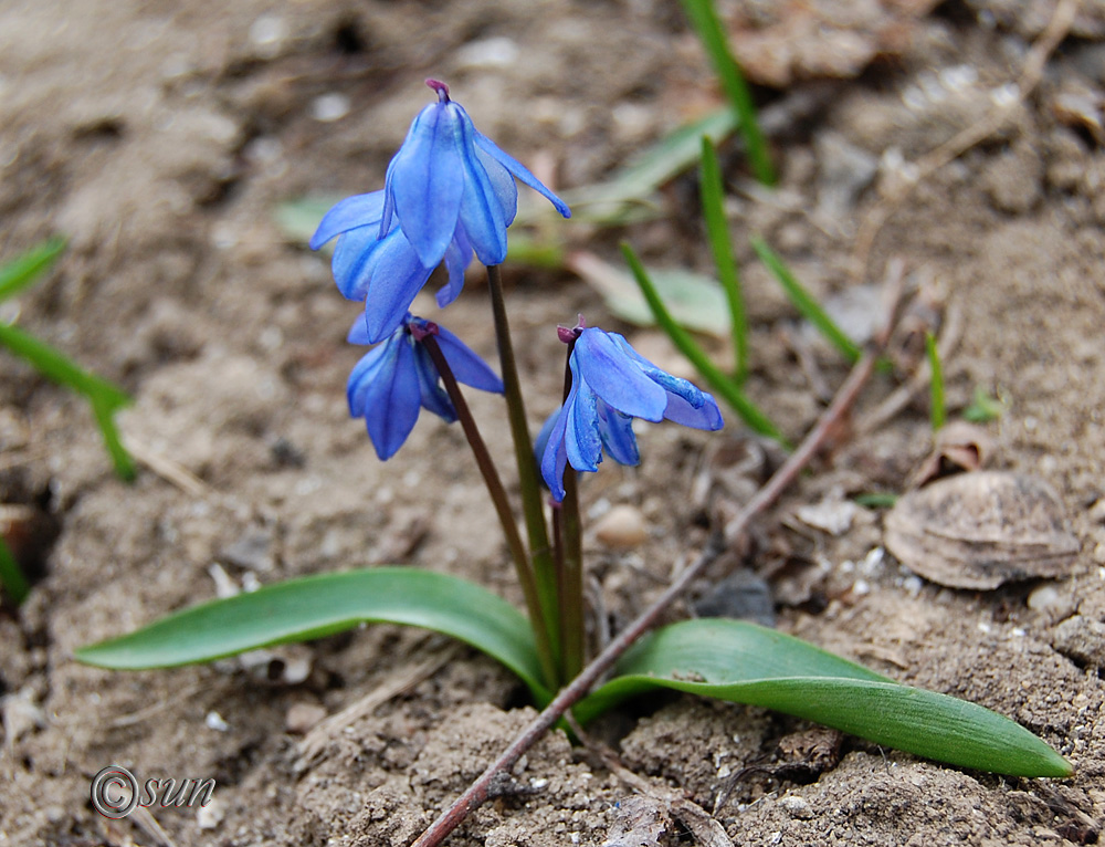 Изображение особи Scilla siberica.