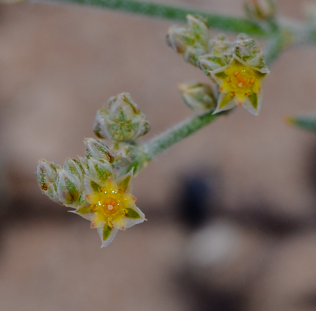 Изображение особи Polycarpaea repens.