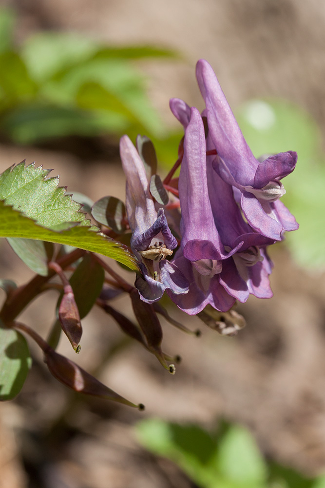 Image of Corydalis solida specimen.