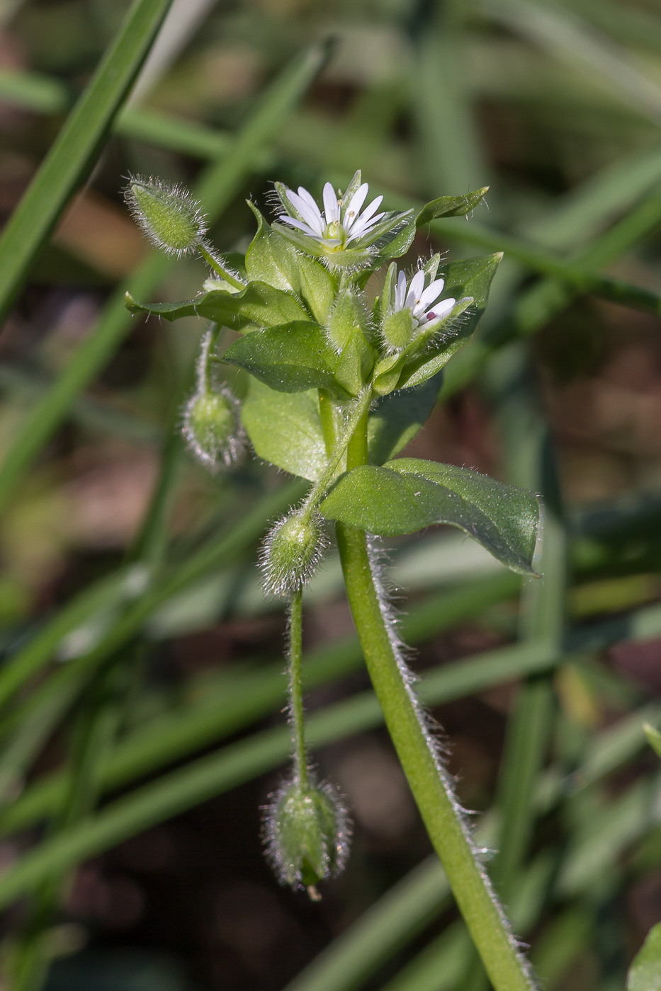 Image of Stellaria neglecta specimen.