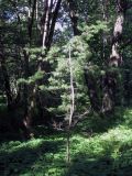 Pinus parviflora