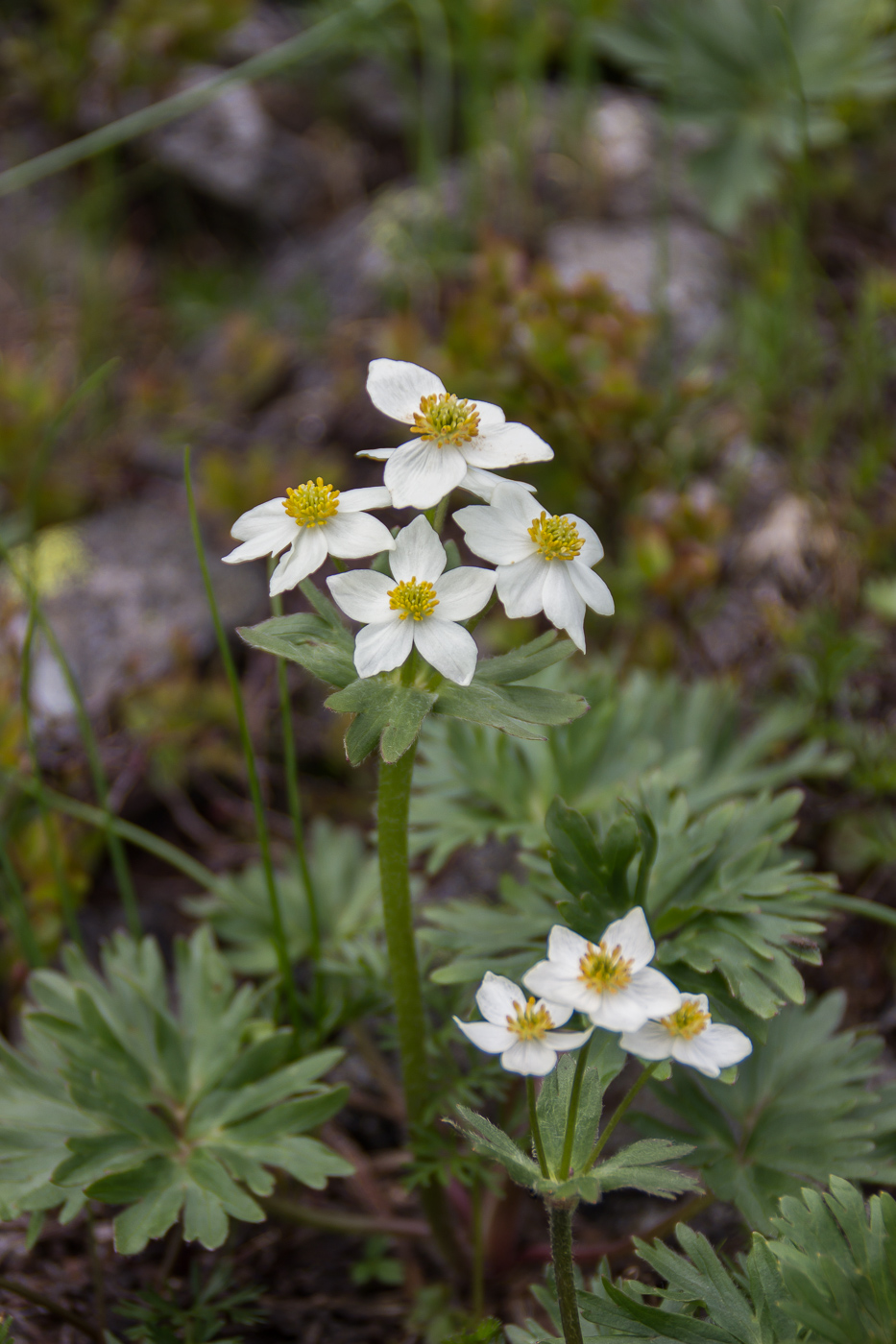 Изображение особи Anemonastrum biarmiense.