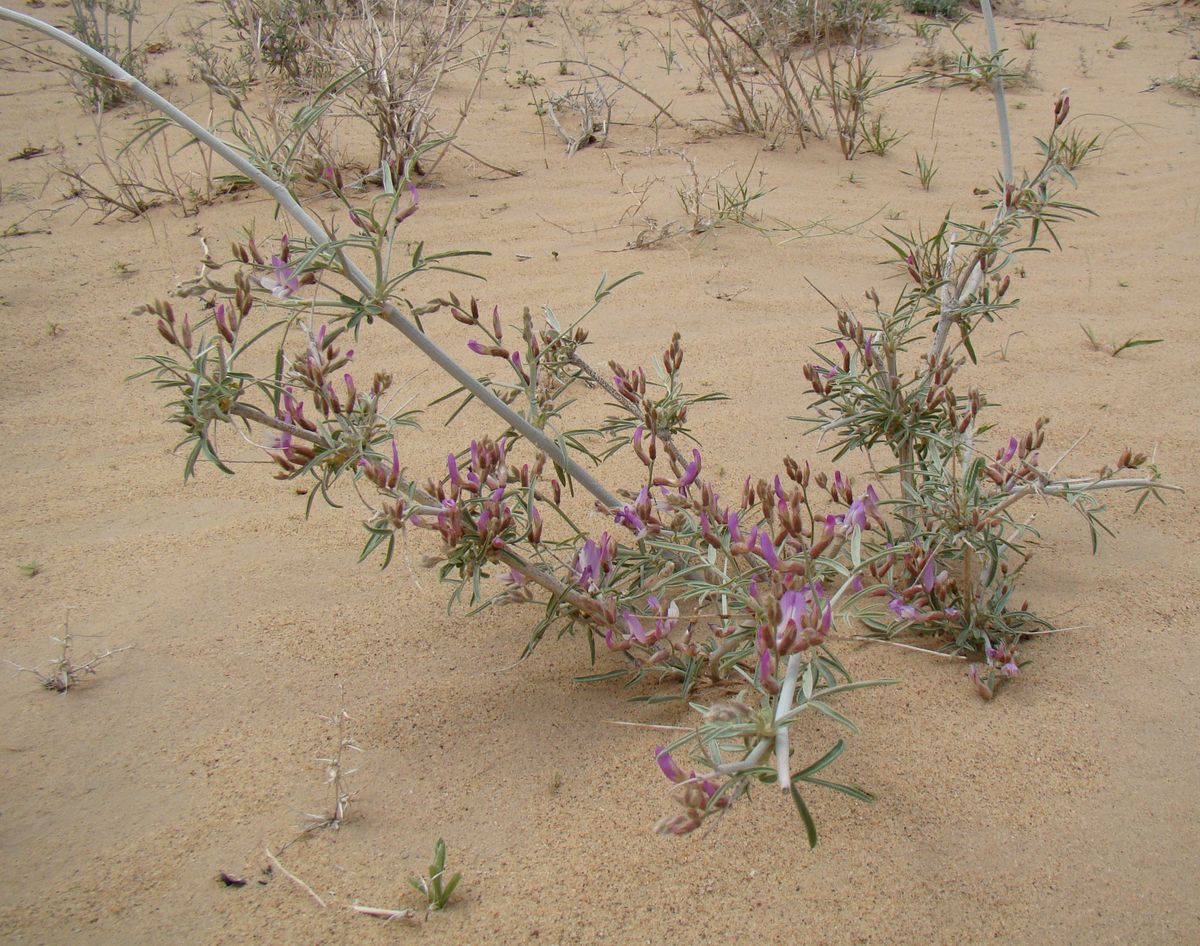 Image of Astragalus brachypus specimen.